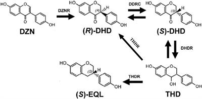 Characterization and Identification of a New Daidzein Reductase Involved in (S)-Equol Biosynthesis in Clostridium sp. ZJ6